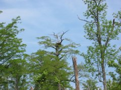 Bald Eagle Nest.jpg